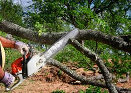 Amesti, CA Tree Removal and Landscaping Services Company